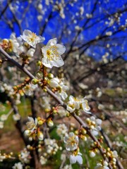 Plum blossom