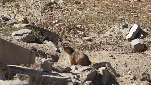 Cute fluffy bobak or steppe marmot looking around, relaxing and hiding in its underground dug hole. Wild animal's home in habitat. Deserted landscape of extreme environment with dry grass and stones