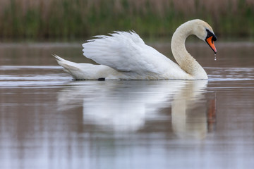 Fototapeta premium Swan swimming in a pond. Close view of single bird.