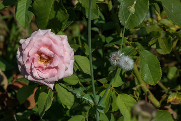 Close-up of the Rosa gallica plant. In pink.