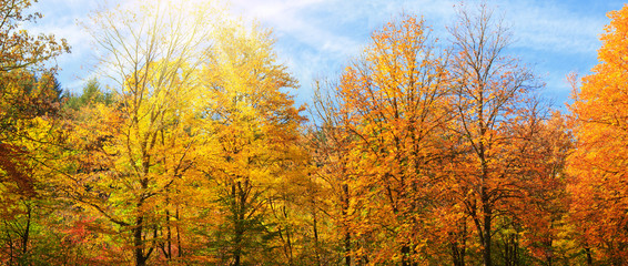 Obraz premium Colorful autumn Park with trees and sunshine in Germany.