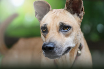 Close up face of Thai dog.