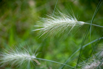 Close-up of feathertop plant. White hairs.