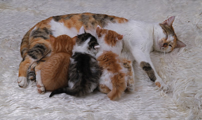 Kittens lying with mother on white plush