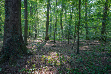 View into a summer forest with foliage covered ground.