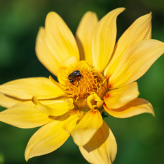 Orchideenblütige gefüllte gelbe Dahlie