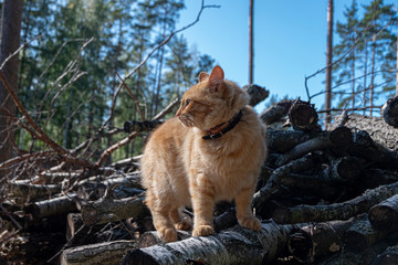 a big red cat climbed onto the logs and looks suspiciously to the side.