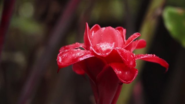 Rack focus shot showing a wild Ginger blossom in the rainforest.