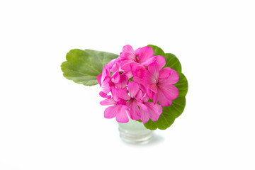 Geranium flowers and leaves in a small vase on a white isolated background. Houseplant.