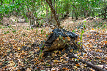 Plastic bags inside a beautiful forest. Environmental pollution.