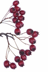 Hawthorn bunch with red berries isolated on white background	