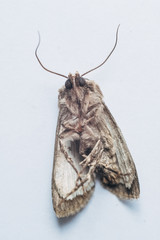 Dead Moth