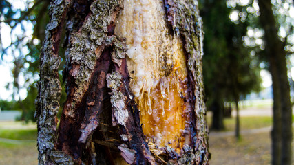 resin on tree notch, plants