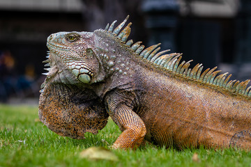 green iguana