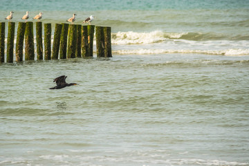 cormoran prenant son envol