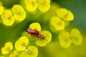 Common Red Soldier Beetle, (Rhagonycha fulva), pair copulating, Gloucestershire, England, UK.