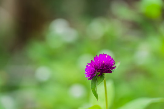 Purple Globe Amaranth flower blossoms in full bloom on tree with