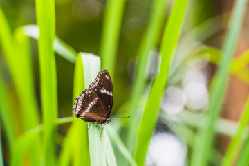 Beautiful brown with white dotted butterfly on green leaf lemon