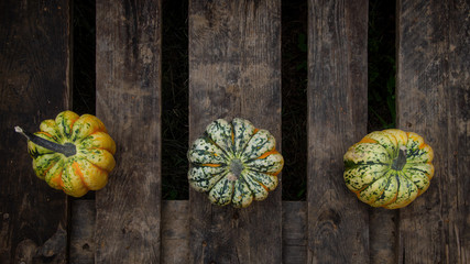 Kürbis Kürbissorte Festival - mehrere Kürbisse Draufsicht