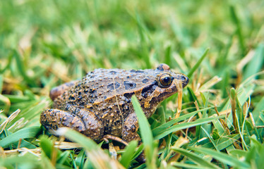 Brown frog on the green grass of the field