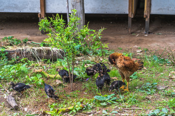 A hen and little chicks are searching for some food in the grass