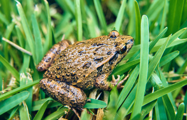 Brown frog on the green grass of the field