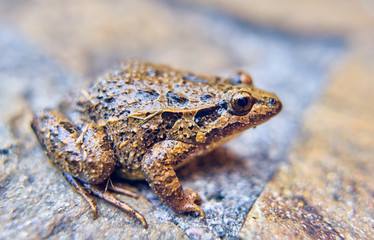 Brown frog in jumping position
