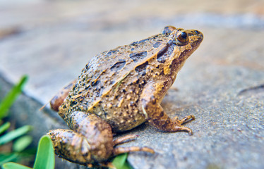 Brown frog in jumping position