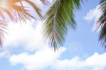 Fototapeta na wymiar Coconut trees and the sky on a summer vacation