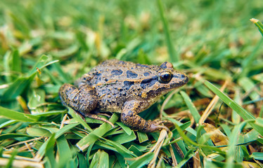 Brown frog on the green grass of the field