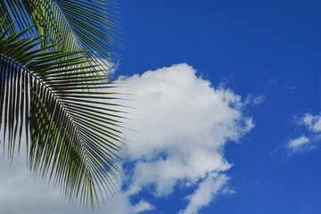 Coconut trees and the sky on a summer vacation
