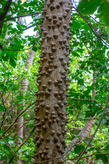 Fototapeta premium tree