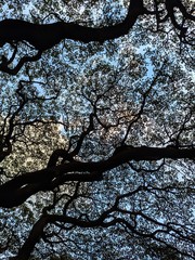 Fototapeta premium tree in blossom