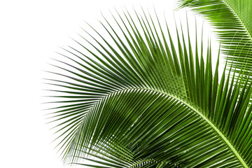nature Coconut leaves on a white background