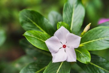 White flower in garden, West indian periwinkle, Madagascar with