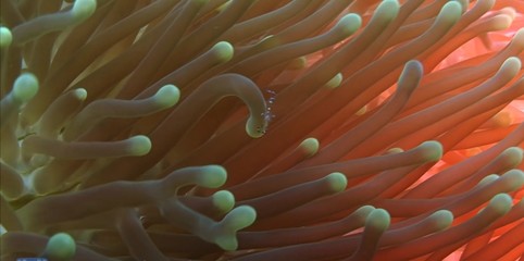 colorful fish in aquarium