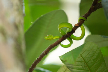 Snake 02