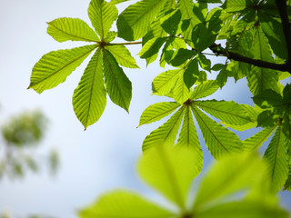 green leaves of a tree