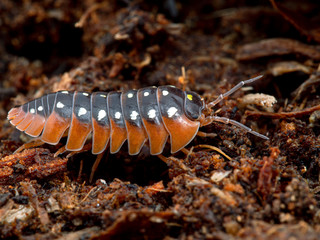 A pretty clown pillbug, Armadillidium klugii, from the side. This is the 