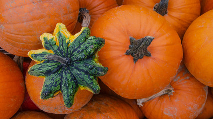 wunderschöne orangene Kürbisse - viele Kürbisse Verkaufsstand auf dem Markt / Hofladen