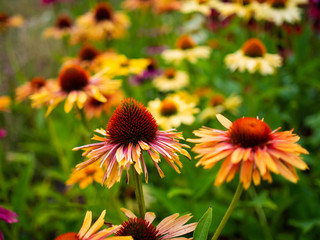 Purple coneflowers in garden