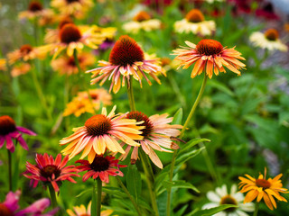 Purple coneflowers in garden
