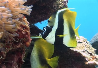 tropical fish in coral reef