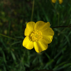 Obraz premium Flower of Meadow Buttercup (Ranunculus acris); close-up 
