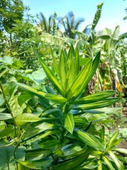 Beautiful green leaves in summer. ecological concept