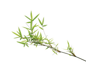 bamboo leaves isolated on white background