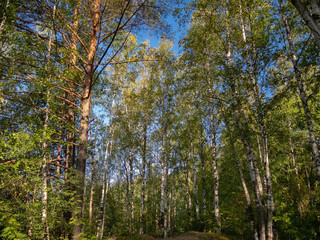 Forest paths in a bright deciduous forest on a sunny day