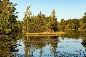 Fototapeta na wymiar Forest lake with clear brown water on a sunny summer day