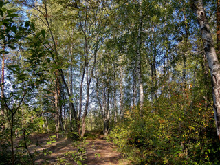 Fototapeta na wymiar Forest paths in a bright deciduous forest on a sunny day