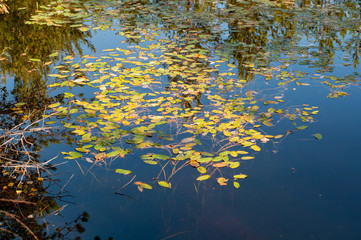 Grass and algae in clear brown water in a forest lake